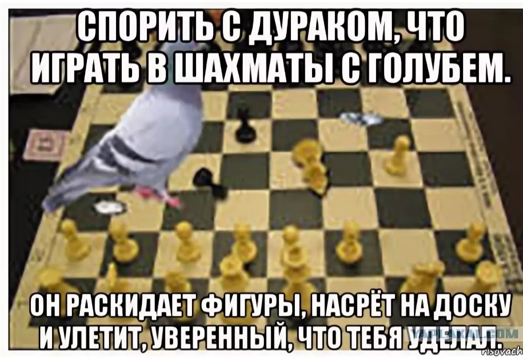 Спорить мастер. Игра в шахматы с голубем. Шутки про шахматы. Шахматные шутки приколы. Высказывания о шахматах.