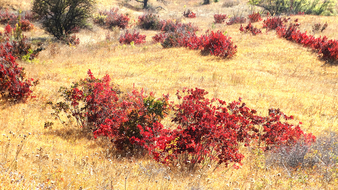 Буйство скумпии. (Путешествия)