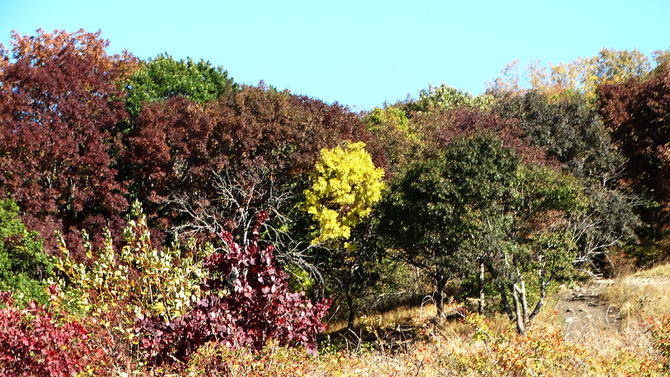 Буйство скумпии. (Путешествия)