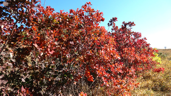 Буйство скумпии. (Путешествия)