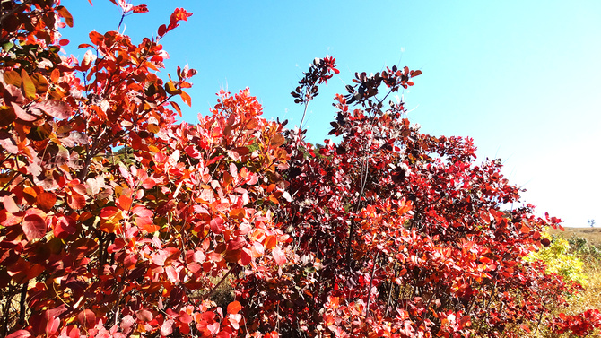 Буйство скумпии. (Путешествия)