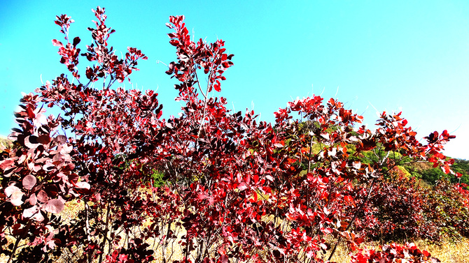 Буйство скумпии. (Путешествия)