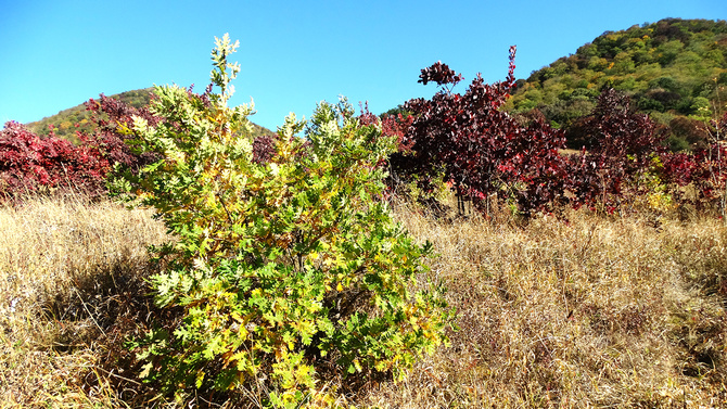 Буйство скумпии. (Путешествия)