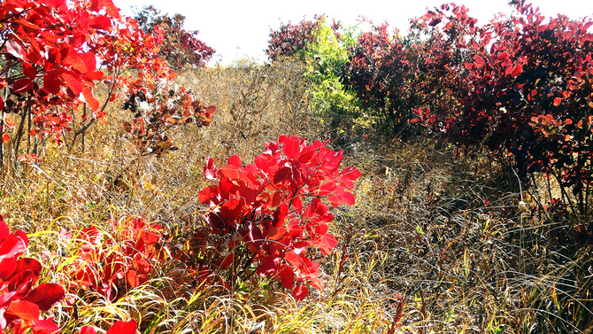 Буйство скумпии. (Путешествия)
