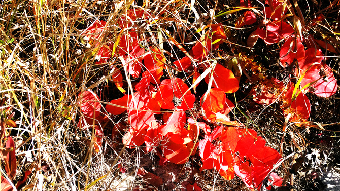 Буйство скумпии. (Путешествия)