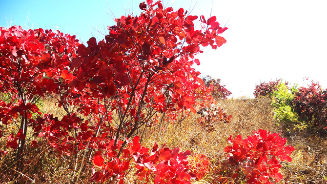Буйство скумпии. (Путешествия)