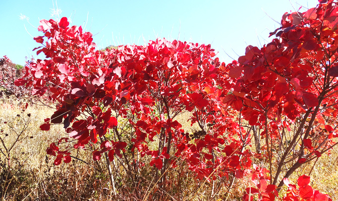 Буйство скумпии. (Путешествия)