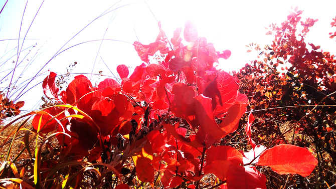 Буйство скумпии. (Путешествия)