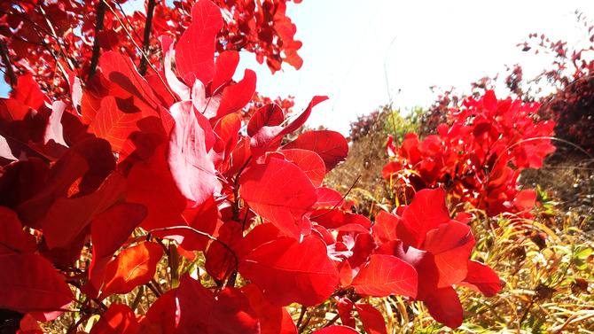 Буйство скумпии. (Путешествия)
