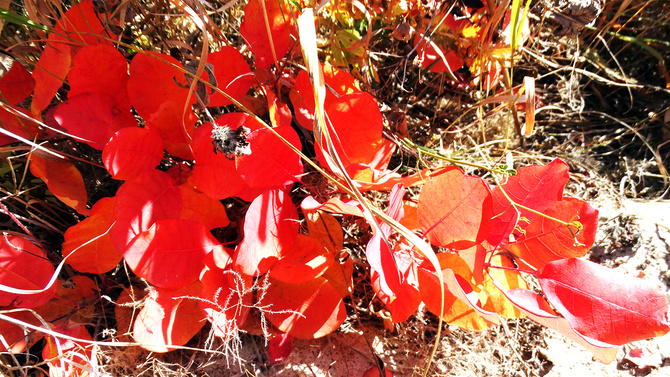 Буйство скумпии. (Путешествия)