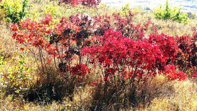Буйство скумпии. (Путешествия)