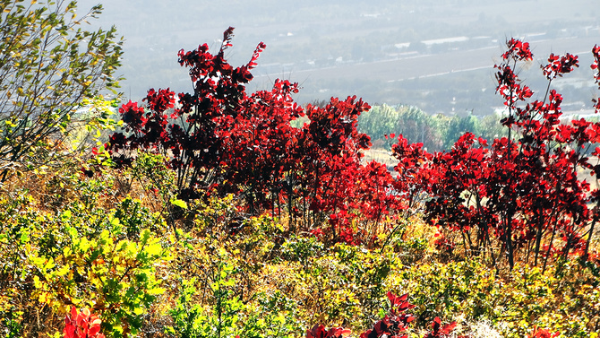 Буйство скумпии. (Путешествия)