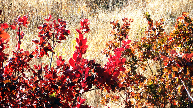 Буйство скумпии. (Путешествия)