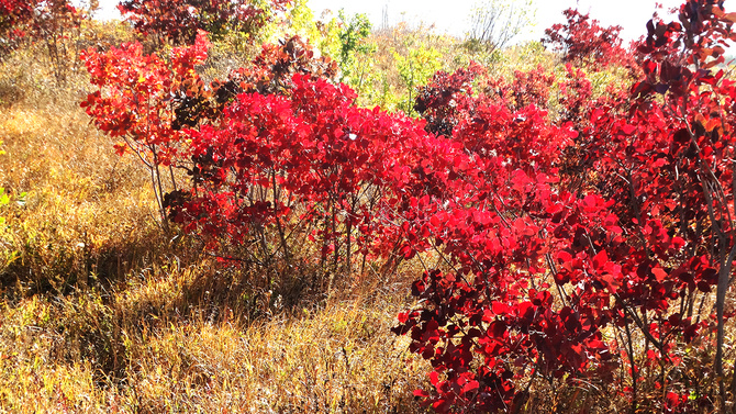 Буйство скумпии. (Путешествия)