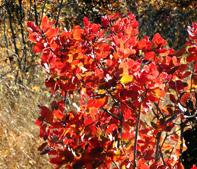 Буйство скумпии. (Путешествия)