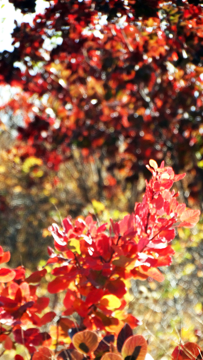 Буйство скумпии. (Путешествия)