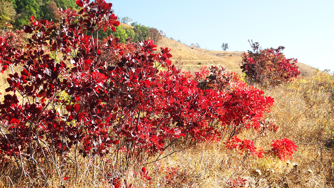 Буйство скумпии. (Путешествия)