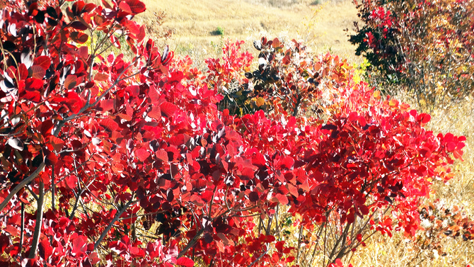 Буйство скумпии. (Путешествия)