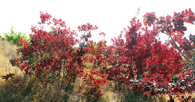 Буйство скумпии. (Путешествия)