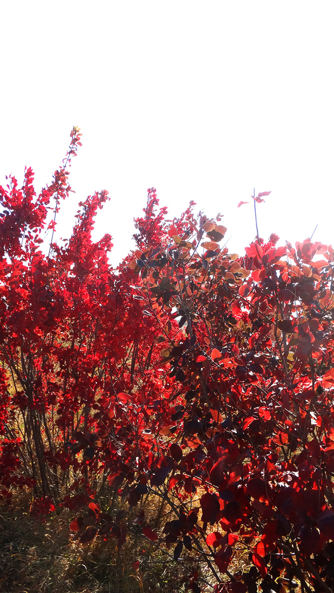 Буйство скумпии. (Путешествия)