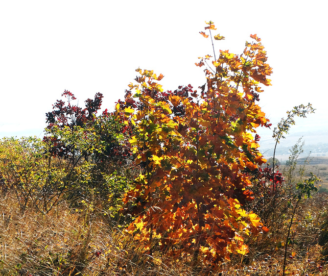 Буйство скумпии. (Путешествия)