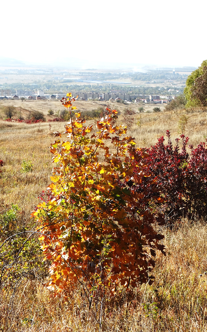 Буйство скумпии. (Путешествия)