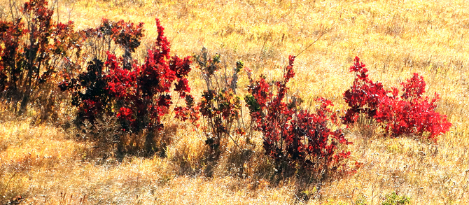 Буйство скумпии. (Путешествия)