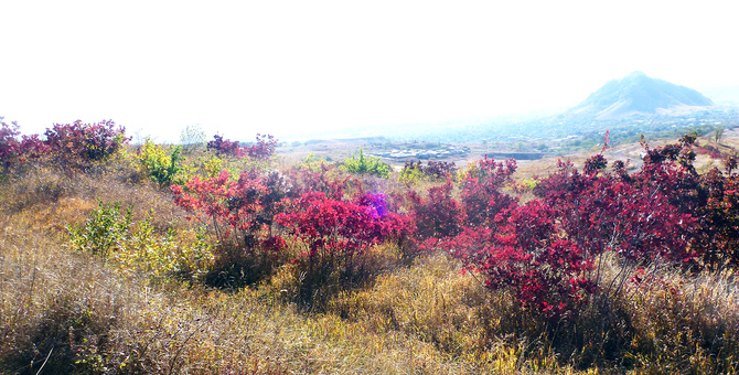 Буйство скумпии. (Путешествия)