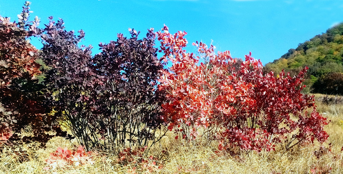 Буйство скумпии. (Путешествия)