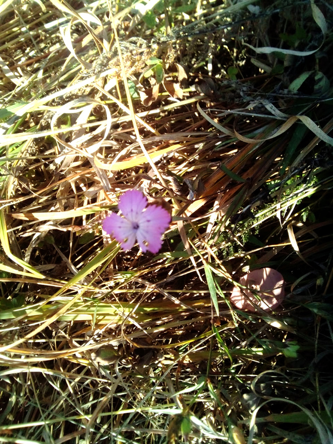 Буйство скумпии. (Путешествия)