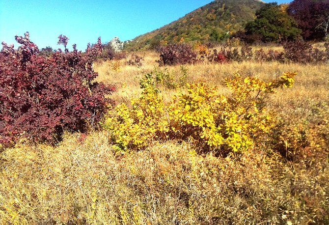 Буйство скумпии. (Путешествия)