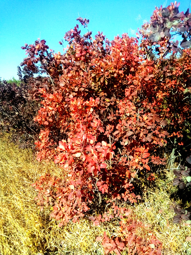 Буйство скумпии. (Путешествия)