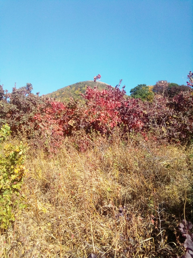 Буйство скумпии. (Путешествия)