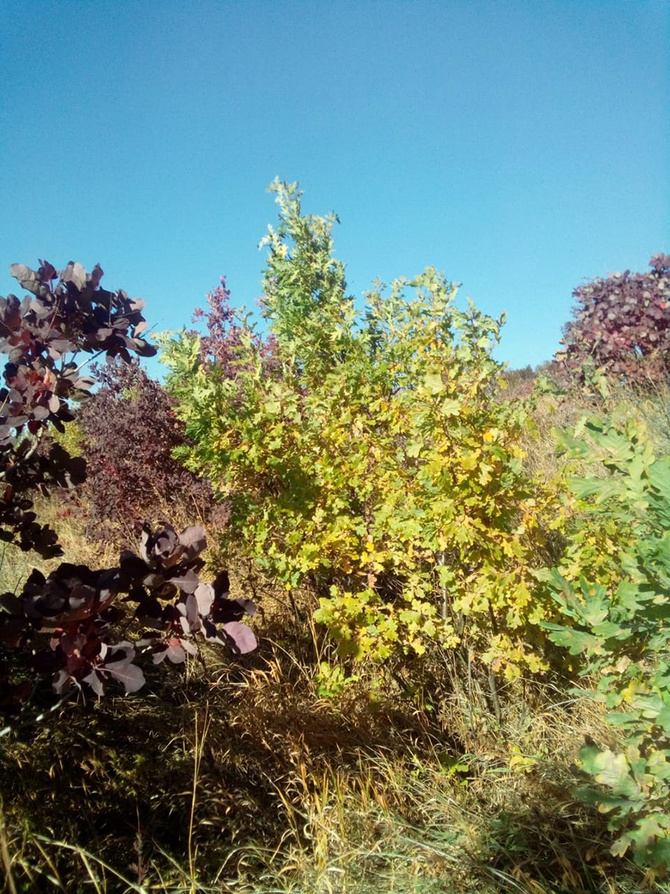 Буйство скумпии. (Путешествия)