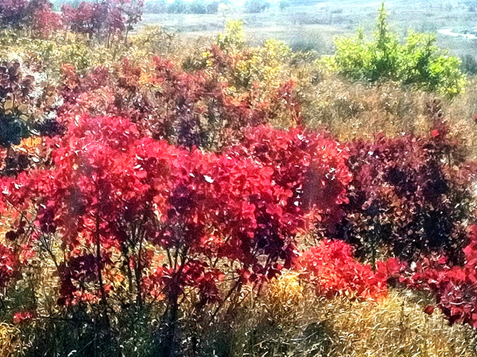 Буйство скумпии. (Путешествия)