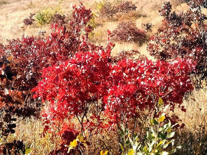 Буйство скумпии. (Путешествия)