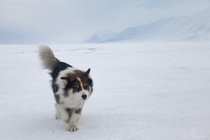 IMG_9634_1in_sign Экспресс-отдых челябинских мужчин на Полярном Урале 2025 (Туризм)