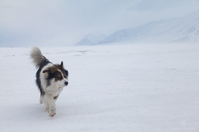 IMG_9633_1in_sign Экспресс-отдых челябинских мужчин на Полярном Урале 2025 (Туризм)