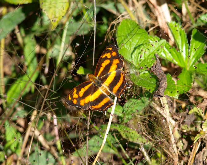 Я - американский ученый-энтомолог, следую на Суматру в поисках бабочек! (Путешествия, мьянма, путао)
