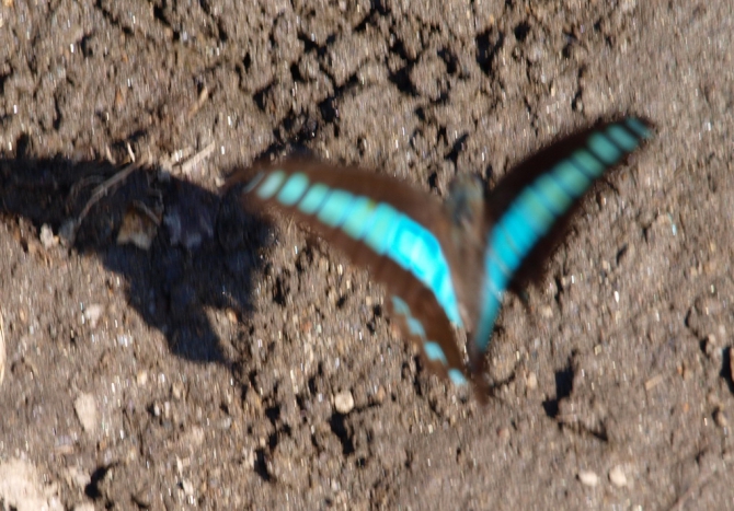 Я - американский ученый-энтомолог, следую на Суматру в поисках бабочек! (Путешествия, мьянма, путао)