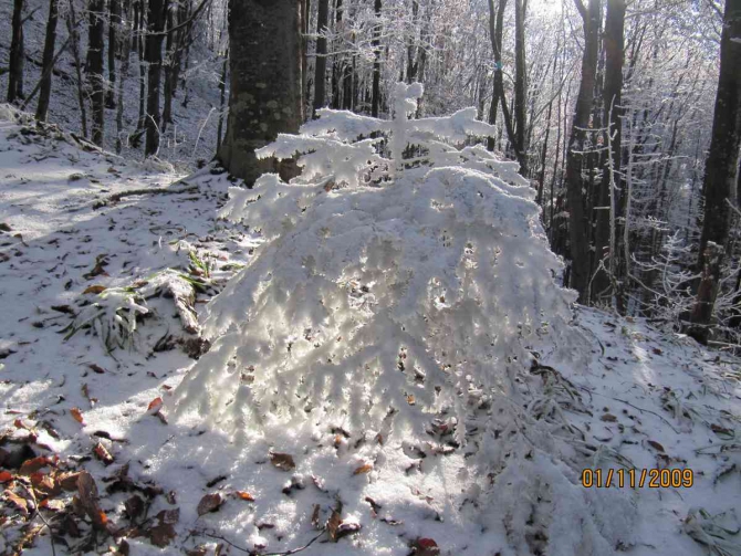 Зимняя сказка в Карпатах (карпаты, фото)