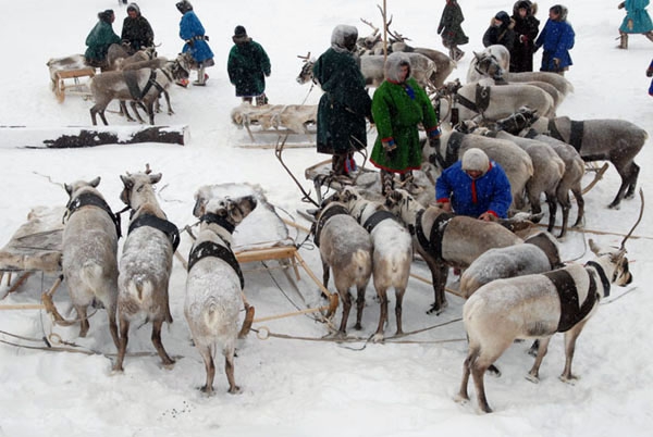 День оленевода в деревне Харампур на Ямале (традиции, коренной народ, оленеводы, неща, ненцы)