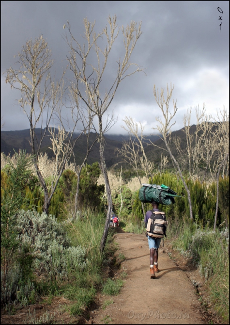 Мечты о Килиманджаро, ставшие реальностью... (Горный туризм, kilimanjaro, machame, мачаме, меру, шира, кибо, танзания, африка, восхождение, путешествия, горы, альпинизм, фото, фотография, photo)