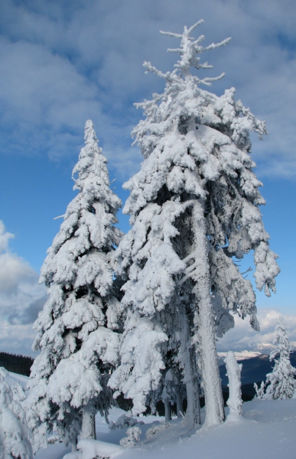 Рождественские елки, или Карпаты зимой (черногора, зима, 2011, моренко)