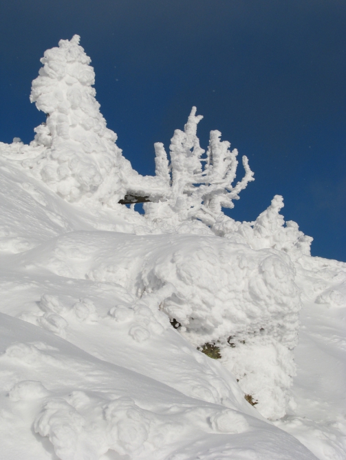 Рождественские елки, или Карпаты зимой (черногора, зима, 2011, моренко)