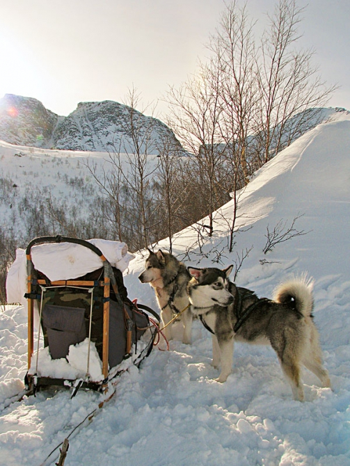«Кукисварр»: 100 километров по Хибинам на собачьих упряжках (Горный туризм, хибины, туризм, ездовой спорт, куэльпор, собаки, национальный парк)