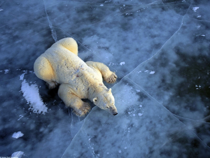 Сафари на Белого медведя. Воскресный рассказ. (Путешествия, гренландия, арктика, вова, федя и виталик)