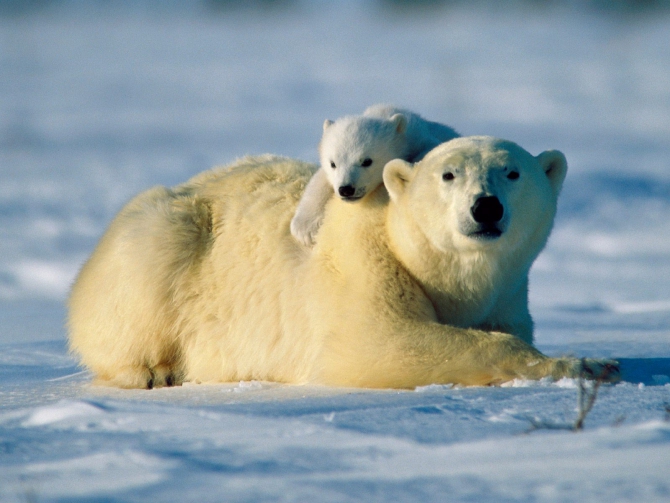 Сафари на Белого медведя. Воскресный рассказ. (Путешествия, гренландия, арктика, вова, федя и виталик)