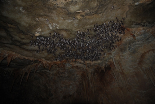 Новые пещеры в Армении (приглашаем поучавствовать в экспедиции, Спелеология, спелеология, экспедиция)