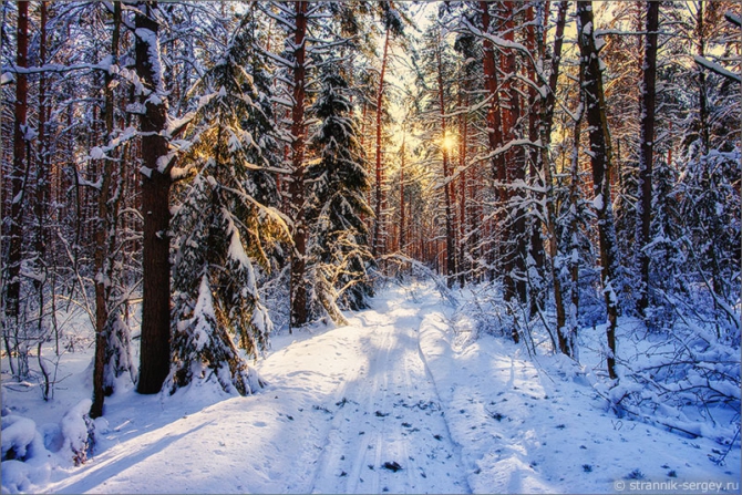 Новогодние открытки: подарите своим близким и друзьям Здоровье (зимний лес, лыжный поход, русская зима, фото)